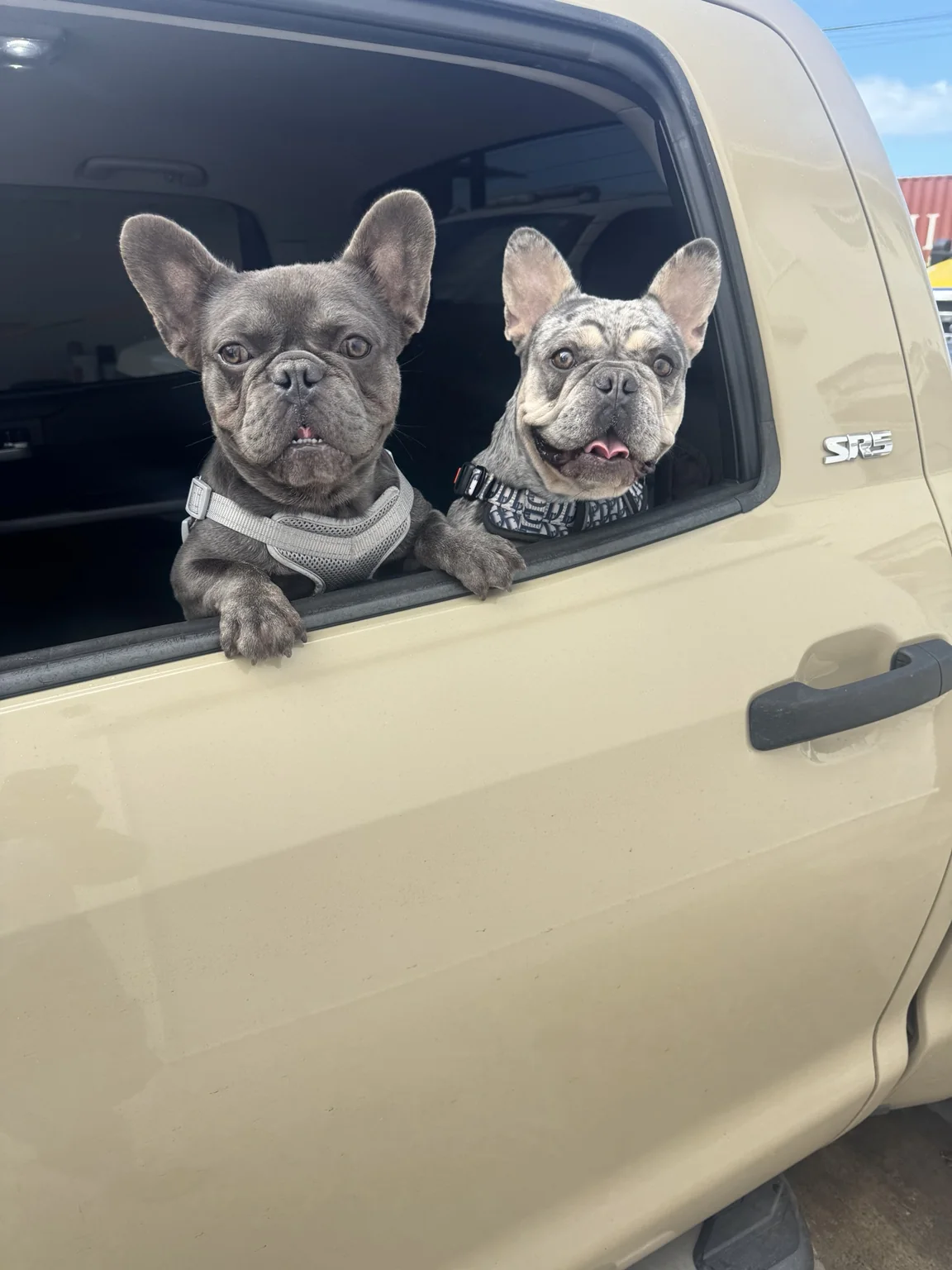 Kali and Miki, the APM Towing mascots